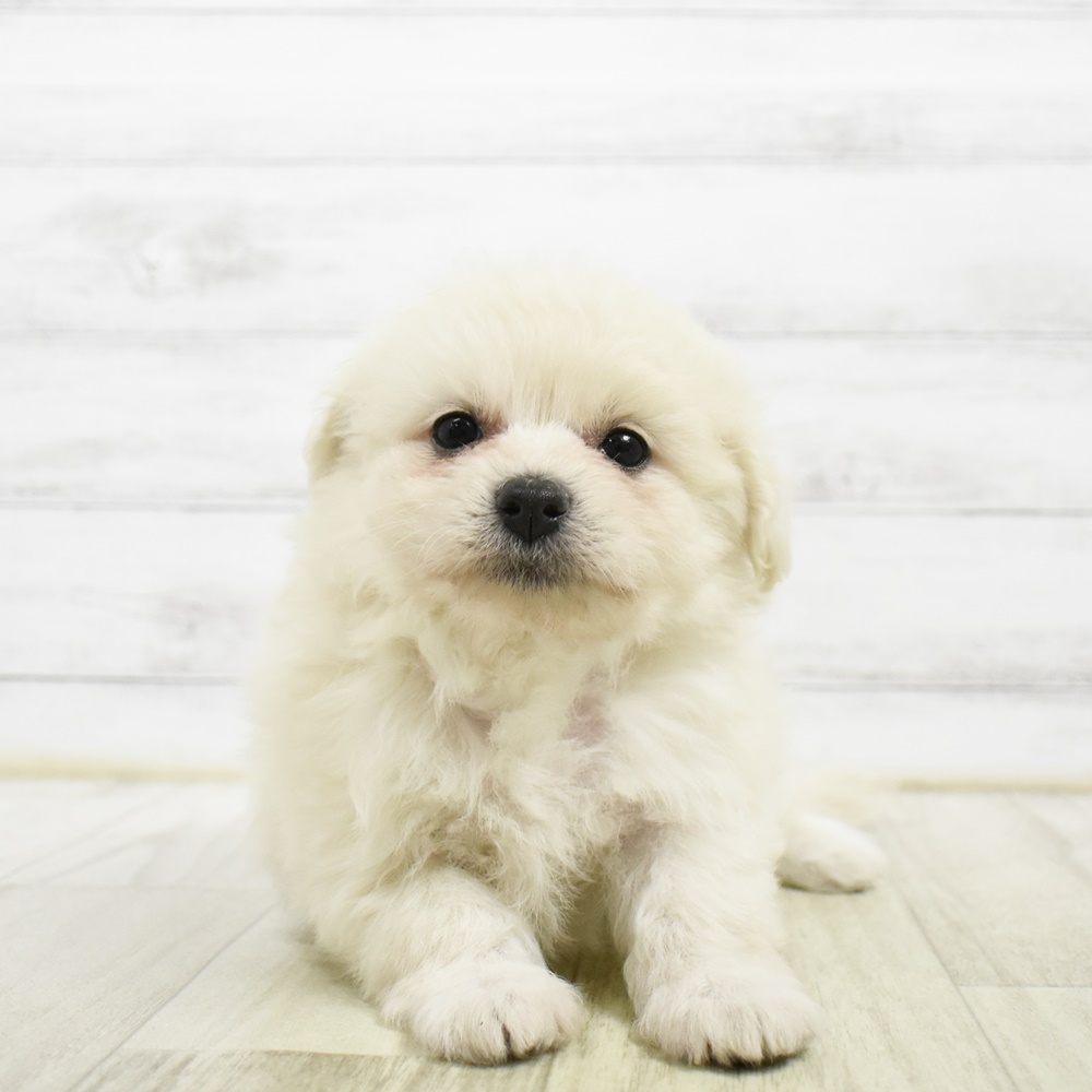 愛知県のポメプー(ポメラニアン×プードル) (犬の家＆猫の里豊川インター店/2026年5月3日生まれ/女の子/クリーム)の子犬