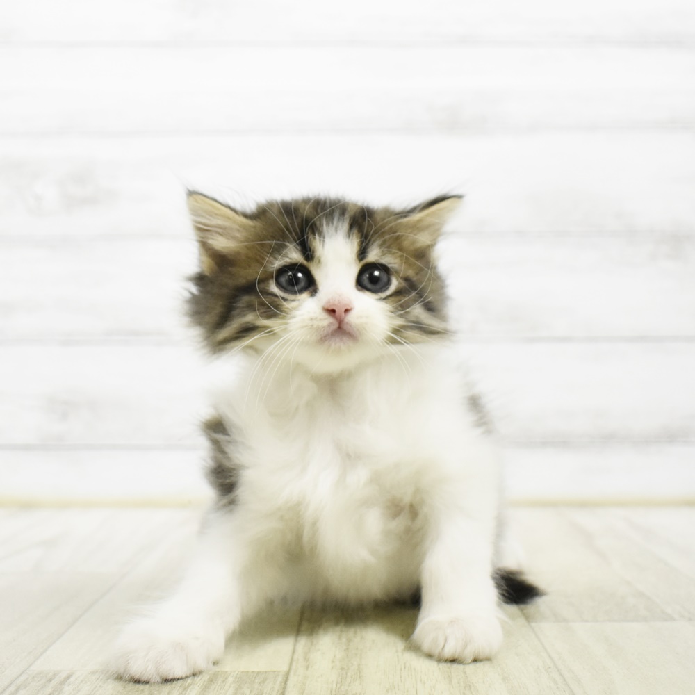 静岡県のミヌエット (犬の家＆猫の里マークイズ静岡店/2026年5月4日生まれ/男の子/ブラウンタビーホワイト)の子猫