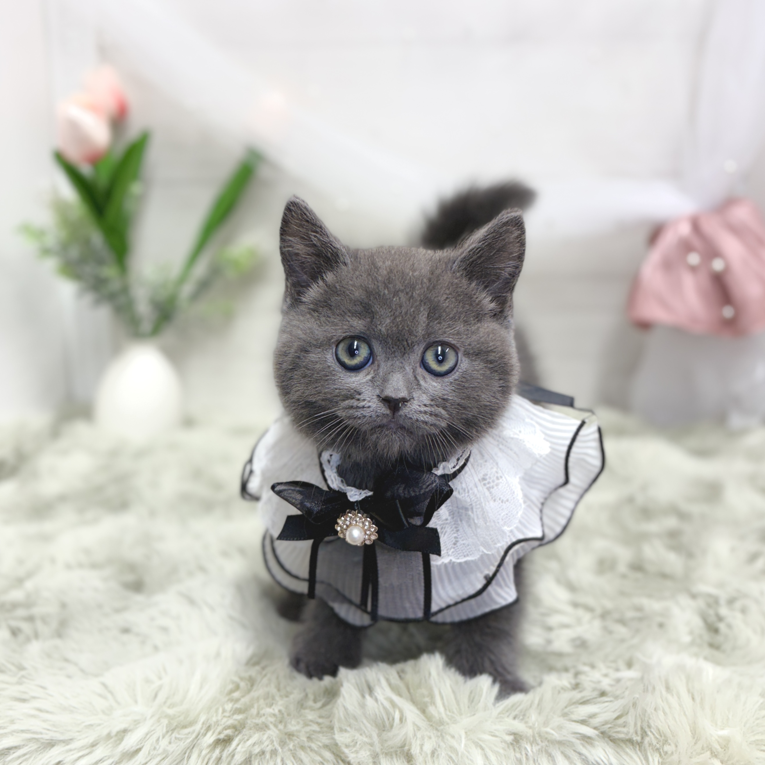 神奈川県のブリティッシュショートヘアー (犬の家＆猫の里相模原店/2026年5月5日生まれ/男の子/ブルー)の子猫の1枚目の画像