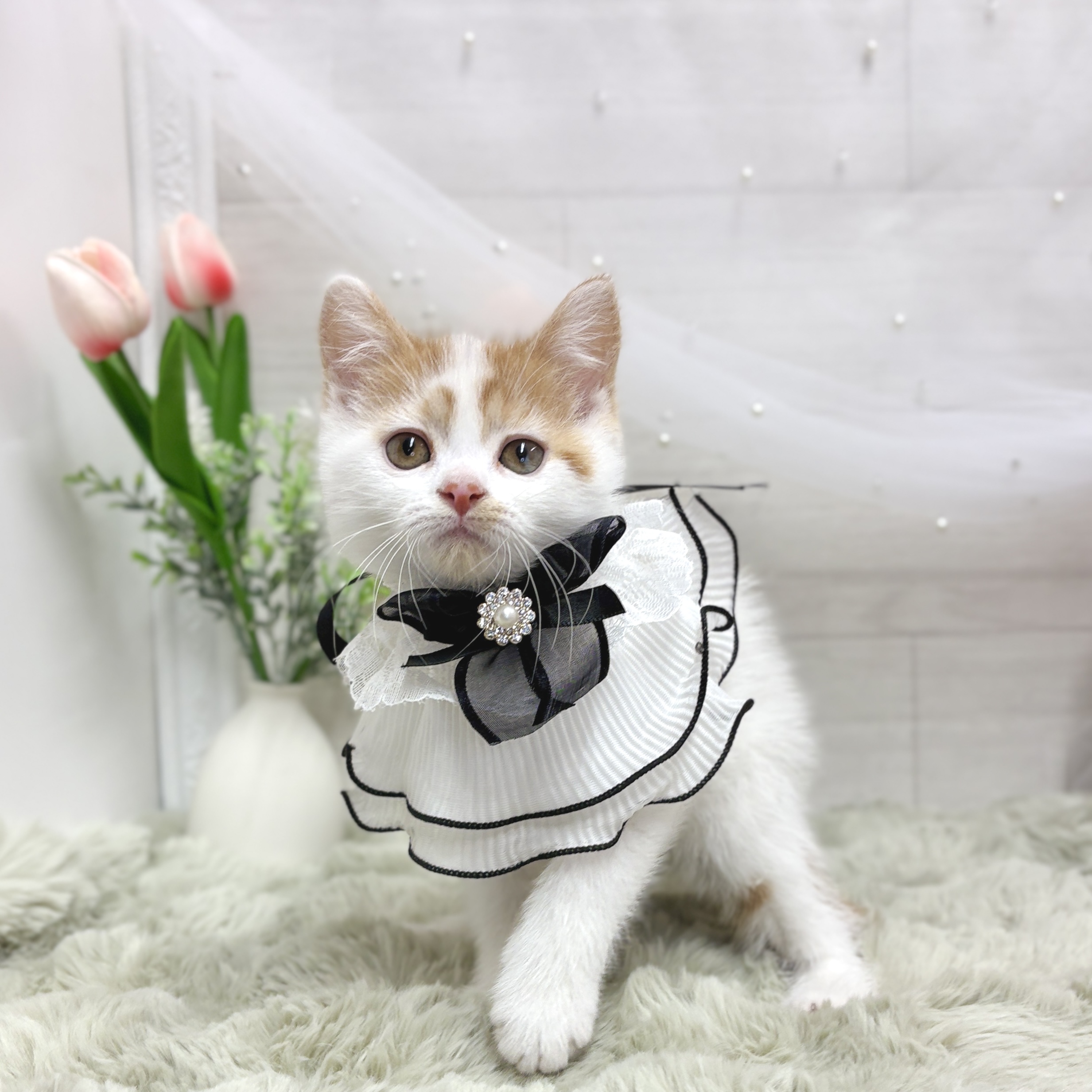 神奈川県のスコティッシュフォールド (犬の家＆猫の里相模原店/2026年5月1日生まれ/男の子/レッドタビーホワイト)の子猫の1枚目の画像