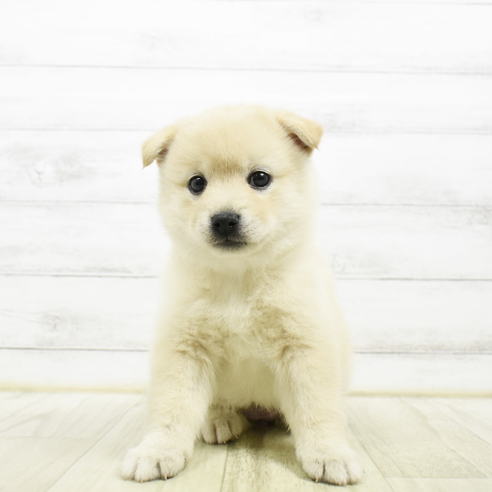 ハーフ犬女の子の写真