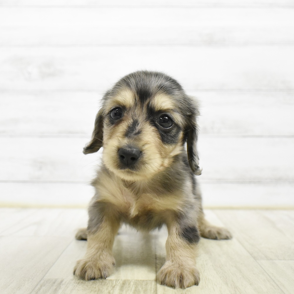 福岡県のミニチュアダックスフンド(ロング) (犬の家＆猫の里くりえいと宗像店/2026年5月3日生まれ/女の子/シルバーダップル)の子犬