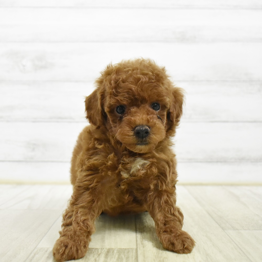 福井県のトイプードル(トイ) (犬の家＆猫の里アミーゴ福井店/2026年5月3日生まれ/女の子/レッド)の子犬