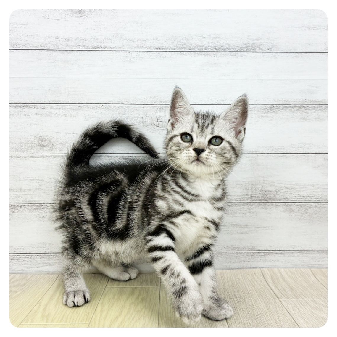 愛知県のアメリカンショートヘアー (犬の家＆猫の里七宝店/2026年5月1日生まれ/男の子/シルバータビー)の子猫