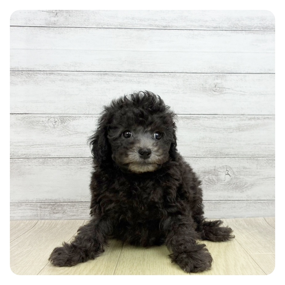 愛知県のトイプードル(トイ) (犬の家＆猫の里一宮店/2026年5月3日生まれ/男の子/グレー)の子犬