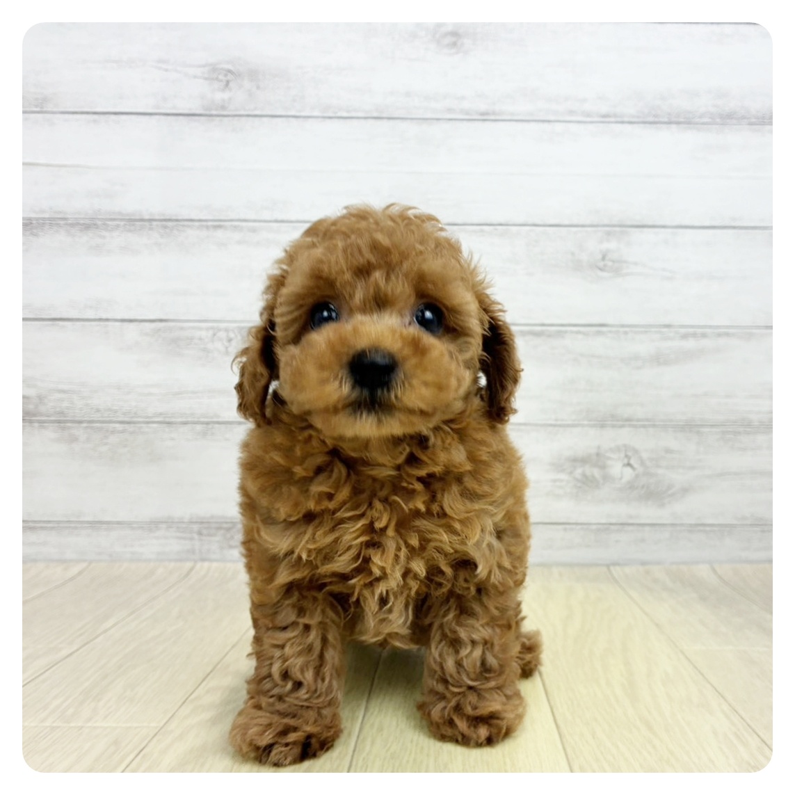 愛知県のトイプードル(トイ) (犬の家＆猫の里一宮店/2026年5月5日生まれ/男の子/レッドフォーン)の子犬