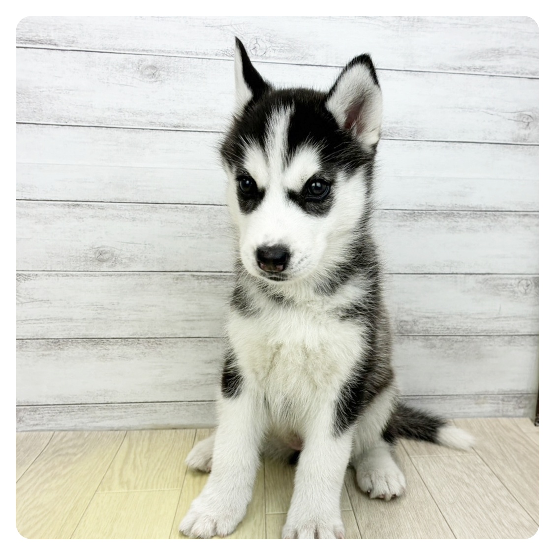 大阪府のシベリアンハスキー (犬の家＆猫の里そよら東岸和田店/2026年5月4日生まれ/女の子/ブラックホワイト)の子犬