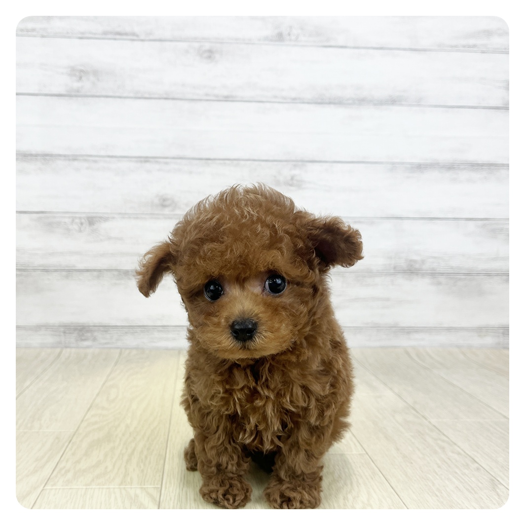 愛知県のトイプードル(タイニー) (犬の家＆猫の里碧南店/2026年5月1日生まれ/男の子/オレンジフォーン)の子犬