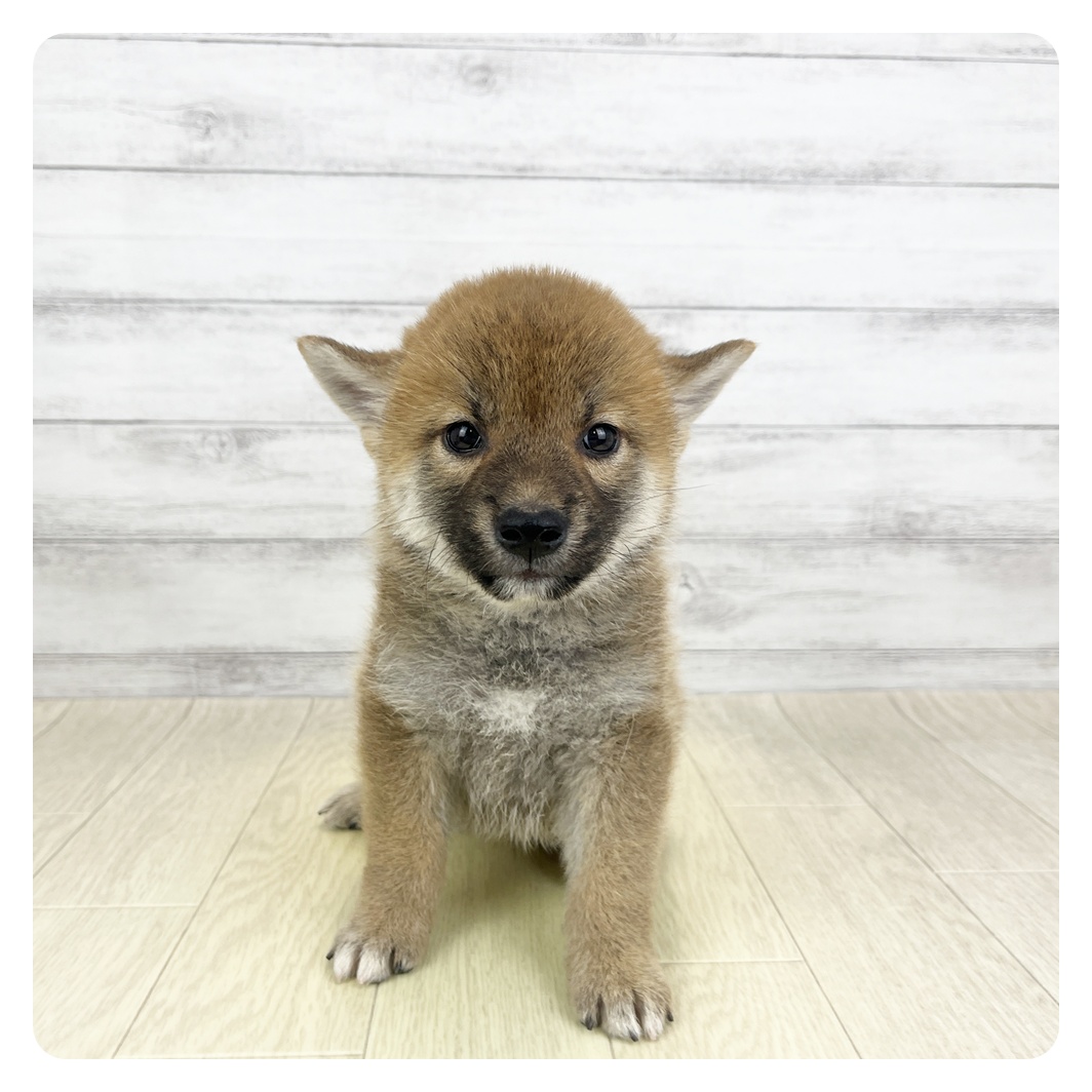 愛知県の柴犬(標準サイズ) (犬の家＆猫の里一宮店/2026年5月6日生まれ/男の子/赤)の子犬
