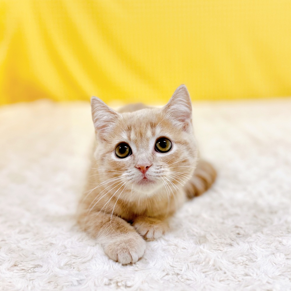 愛知県のマンチカン (犬の家＆猫の里一宮店/2026年5月2日生まれ/男の子/クリームタビー)の子猫の1枚目の画像
