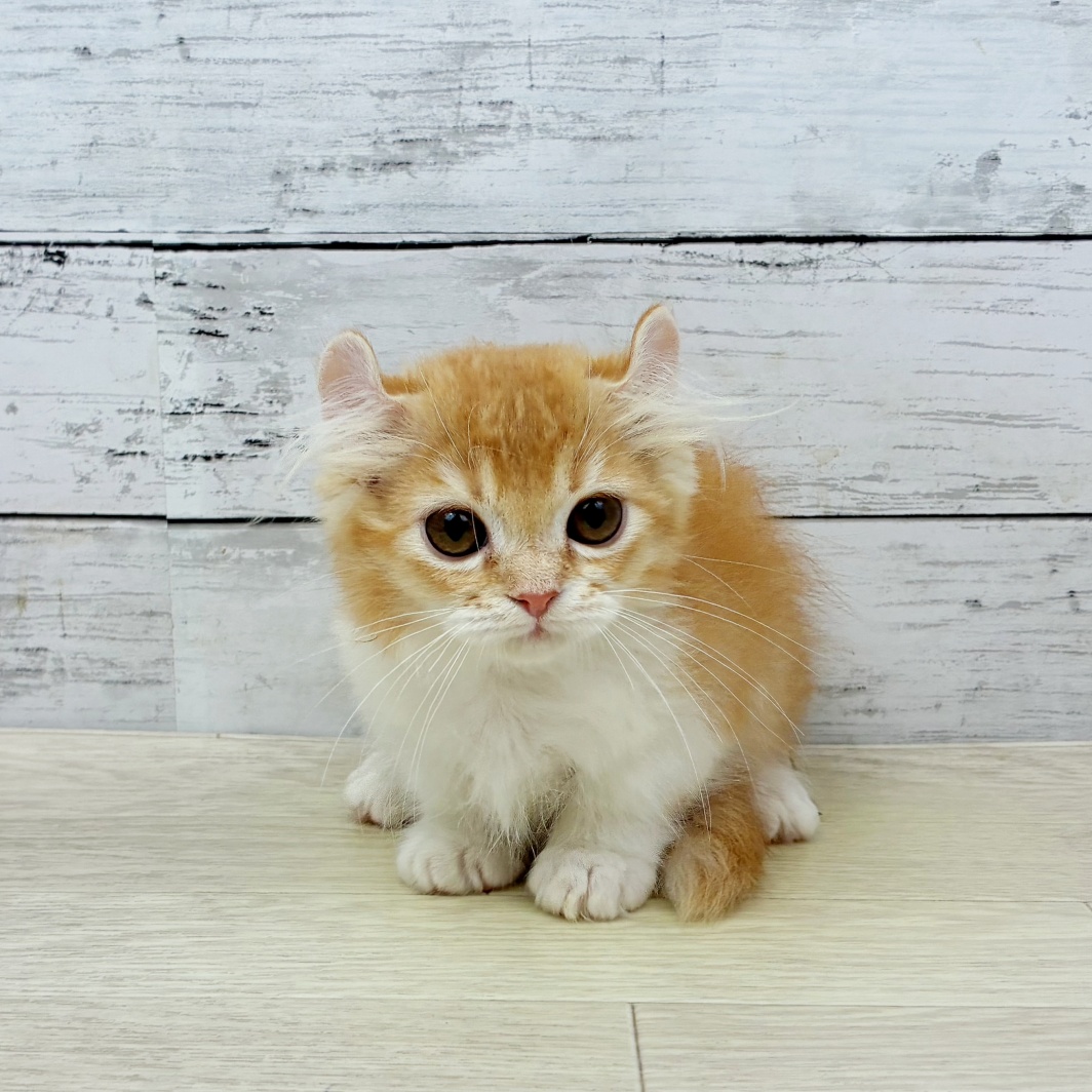 2026年4月29日生まれのキンカロー