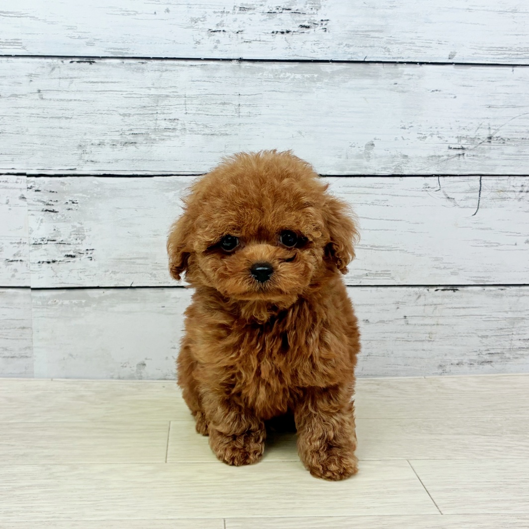 滋賀県のトイプードル(ティーカップ) (犬の家＆猫の里近江八幡店/2026年5月4日生まれ/男の子/レッドフォーン)の子犬