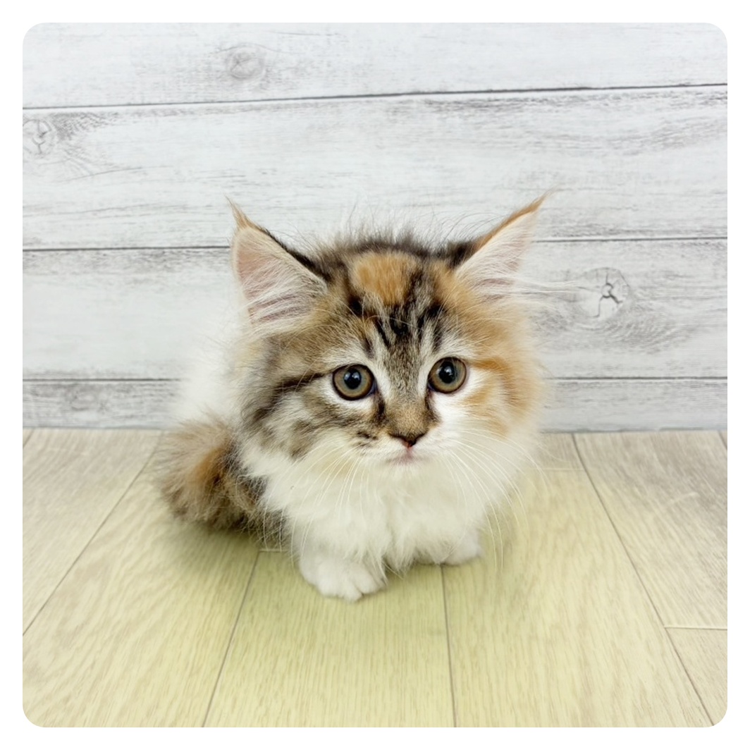 愛知県のサイベリアン (犬の家＆猫の里安城店/2026年4月24日生まれ/女の子/ブラウンパッチドタビーホワイト)の子猫