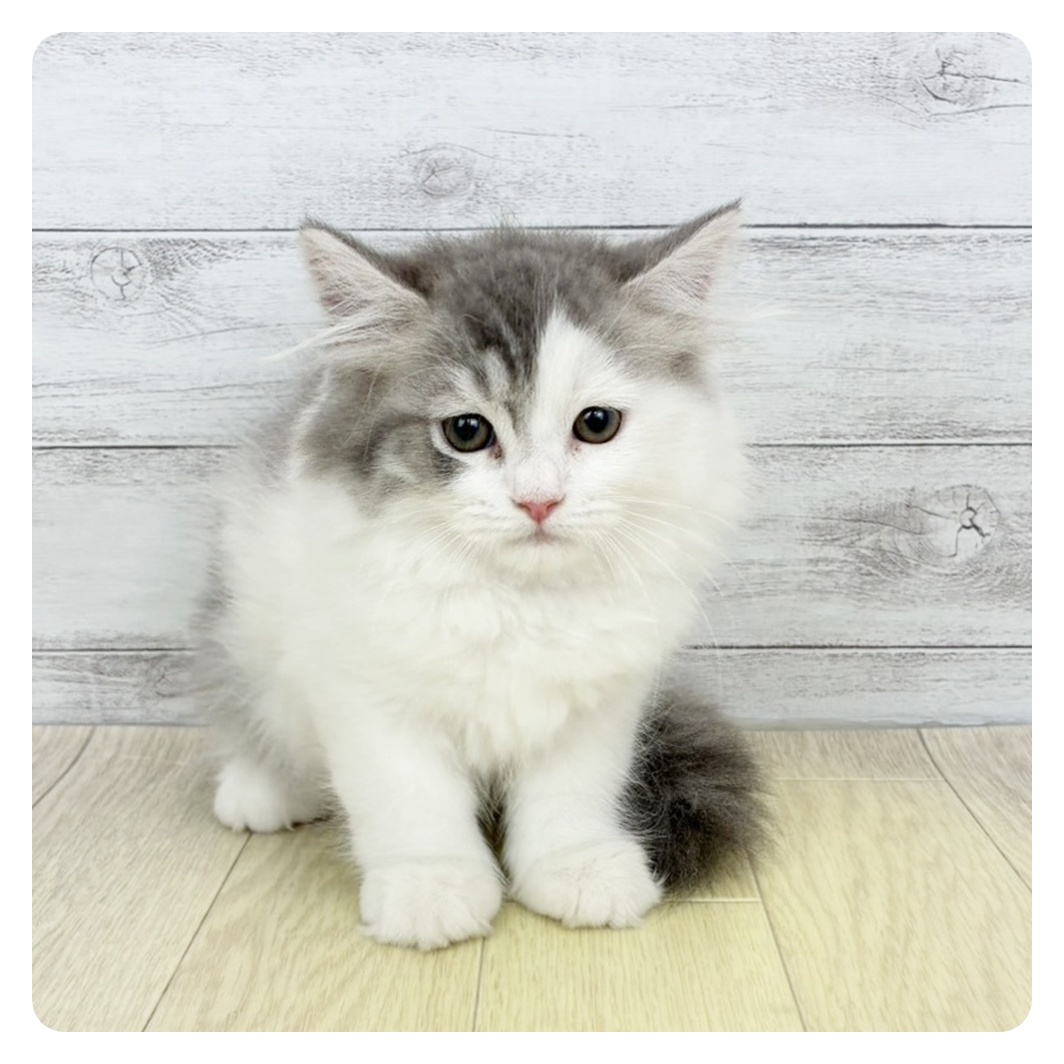 岐阜県のサイベリアン (犬の家＆猫の里中津川店/2026年4月24日生まれ/男の子/ブルータビーホワイト)の子猫の2枚目の画像
