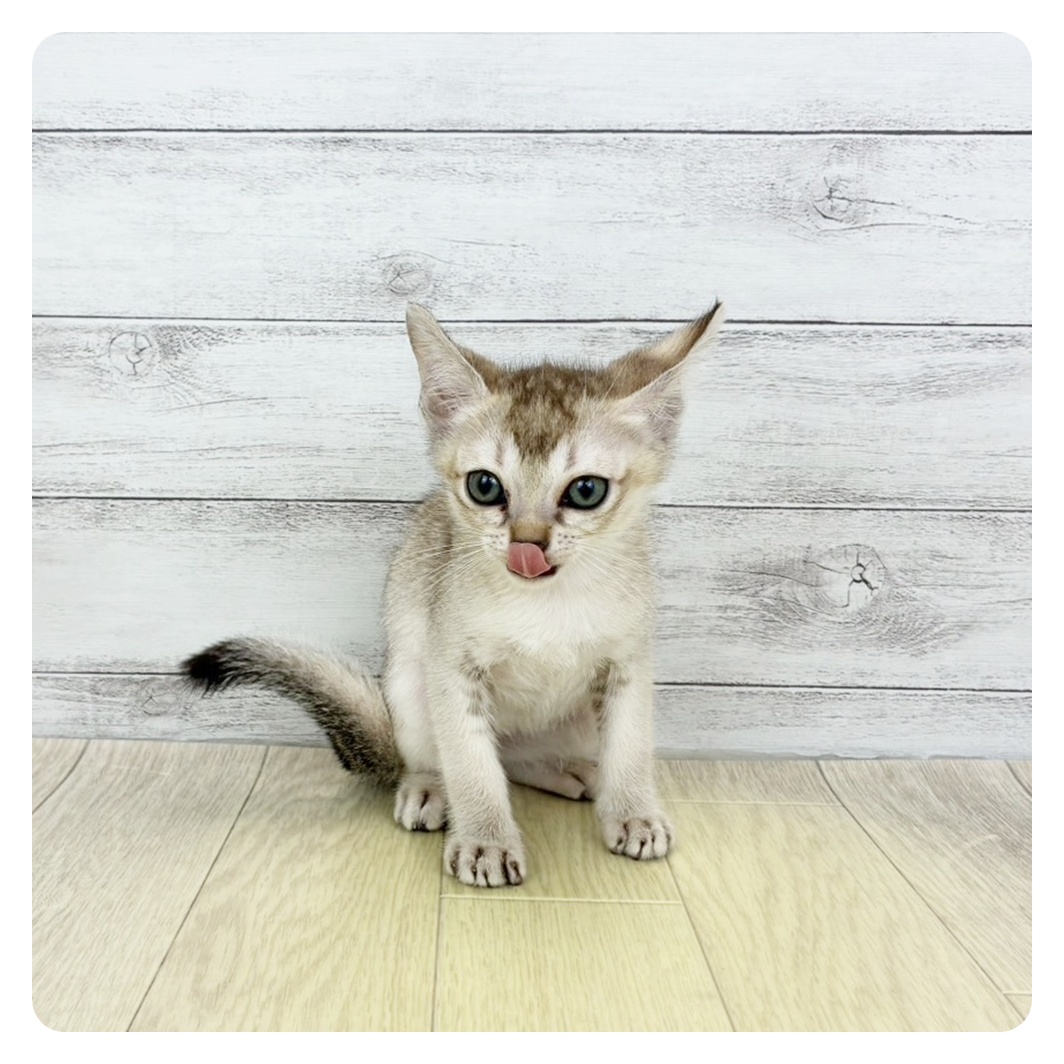 愛知県のシンガプーラ (犬の家＆猫の里MiO香久山店/2026年5月6日生まれ/男の子/セピアアグーティ)の子猫の2枚目の画像