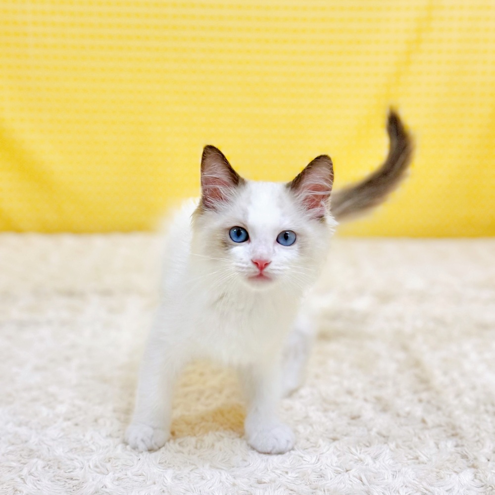 愛知県のラグドール (犬の家＆猫の里一宮店/2026年5月8日生まれ/男の子/シールポイントバイカラー)の子猫の1枚目の画像