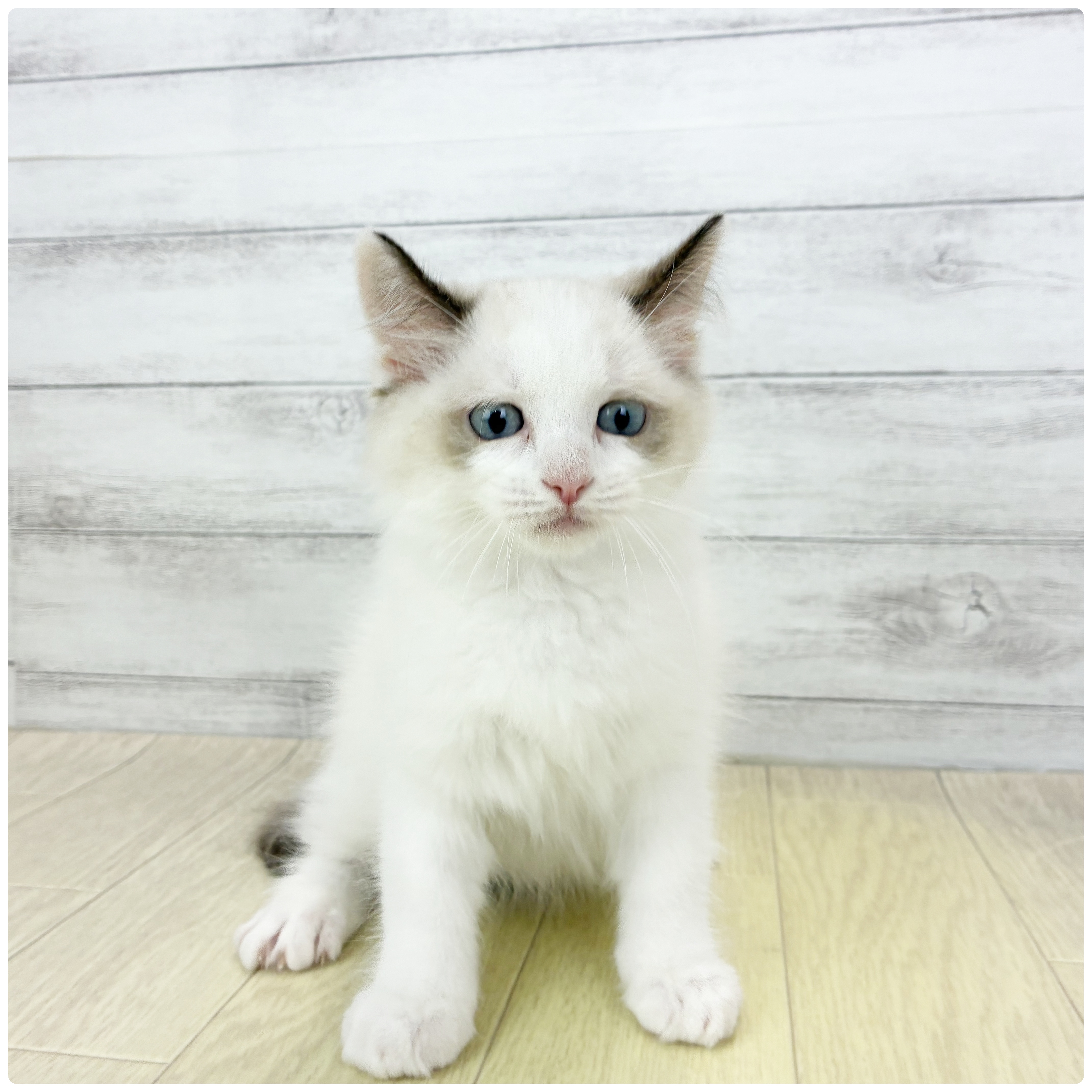 愛知県のラグドール (犬の家＆猫の里エアポートウォーク店/2026年5月8日生まれ/女の子/シールポイントバイカラー)の子猫の2枚目の画像
