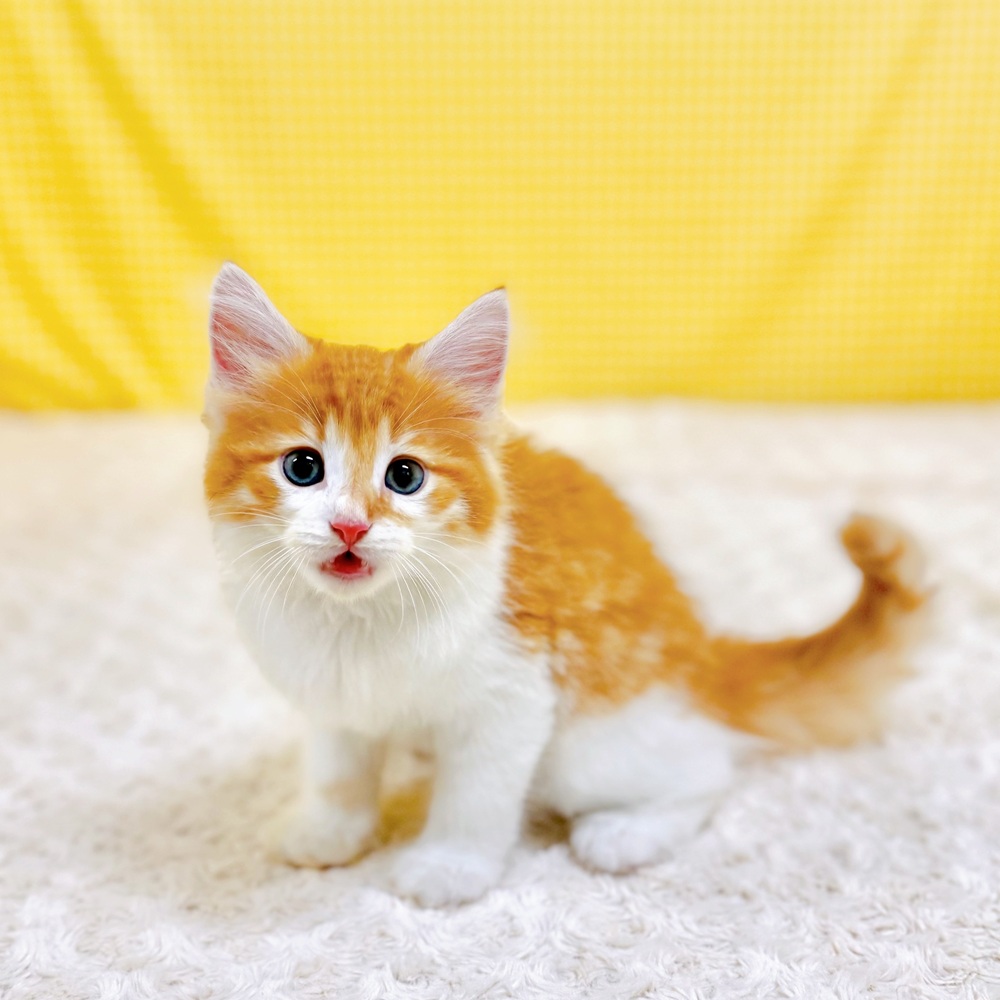 愛知県のノルウェージャンフォレストキャット (犬の家＆猫の里一宮店/2026年5月9日生まれ/男の子/レッドタビーホワイト)の子猫の1枚目の画像