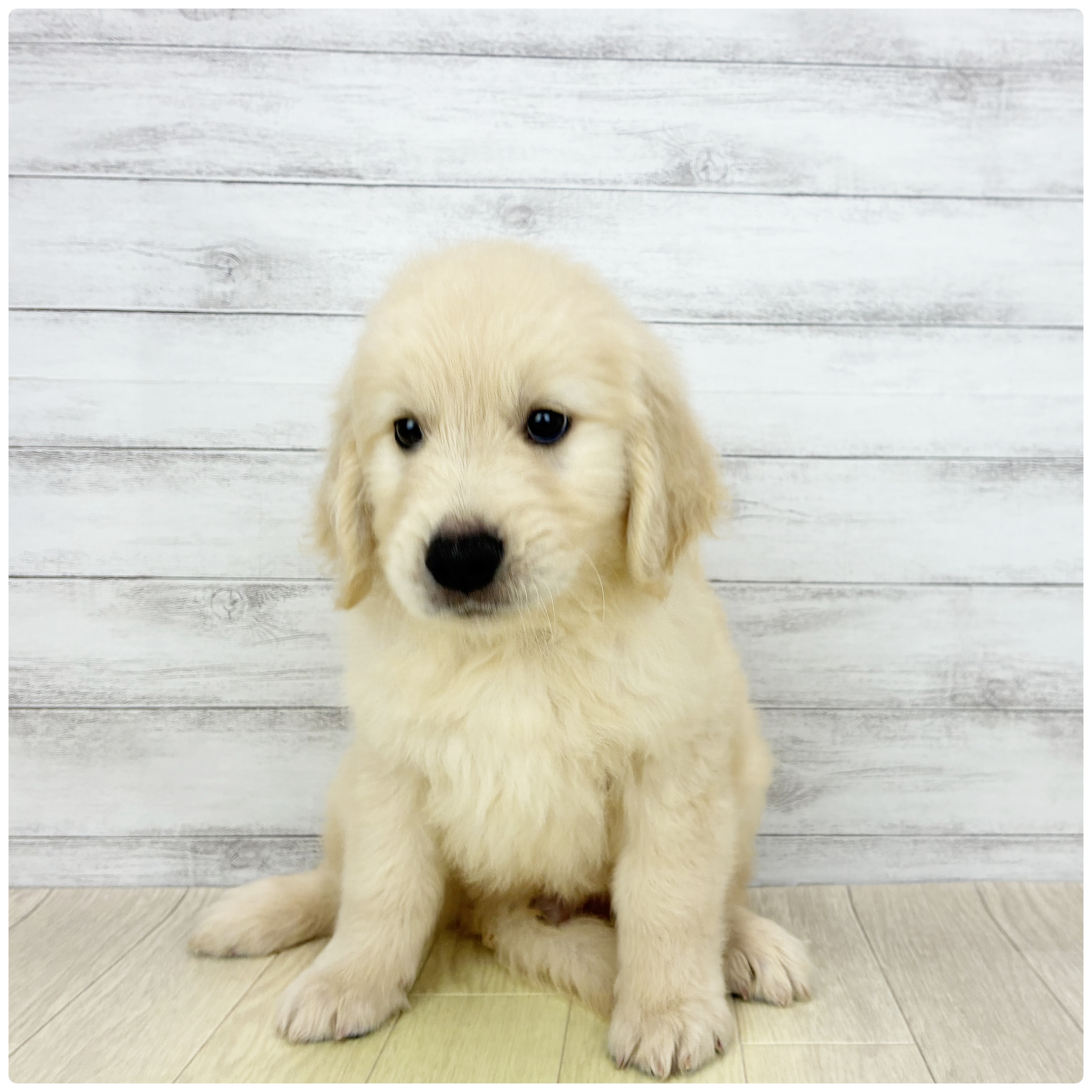 兵庫県のゴールデンレトリバー (犬の家＆猫の里カナート西神戸店/2026年5月8日生まれ/男の子/ゴールデン)の子犬