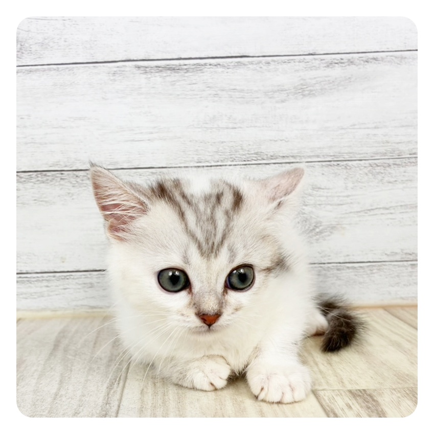 兵庫県のミヌエット (犬の家＆猫の里川西店/2026年5月5日生まれ/男の子/シルバータビーホワイト)の子猫