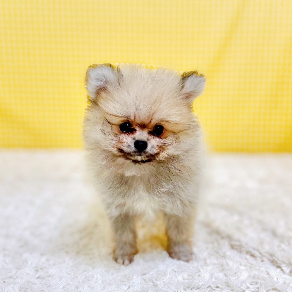 愛知県のポメラニアン (犬の家＆猫の里一宮店/2026年5月10日生まれ/男の子/クリームセーブル)の子犬の1枚目の画像