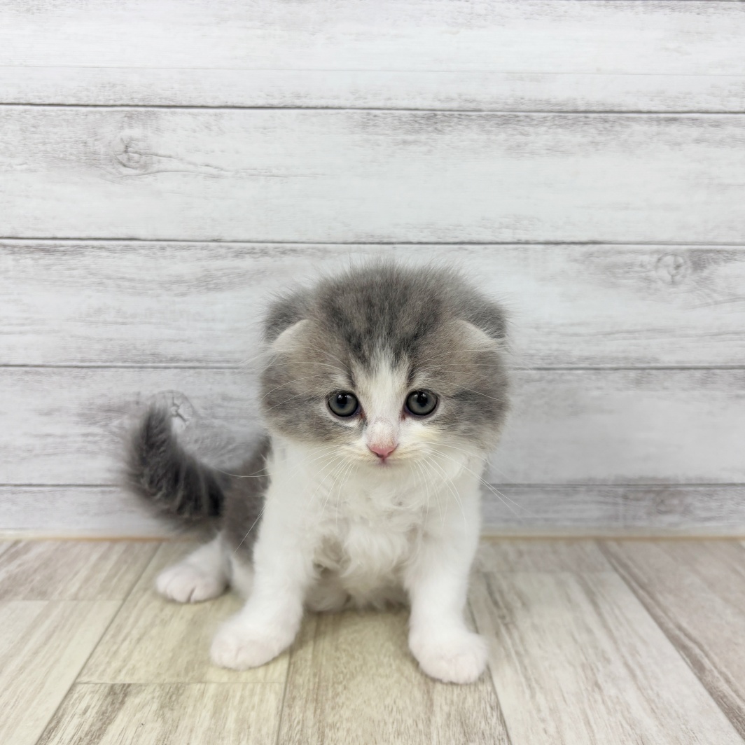 兵庫県のスコティッシュフォールド (犬の家＆猫の里川西店/2026年5月10日生まれ/男の子/ブルータビーホワイト)の子猫