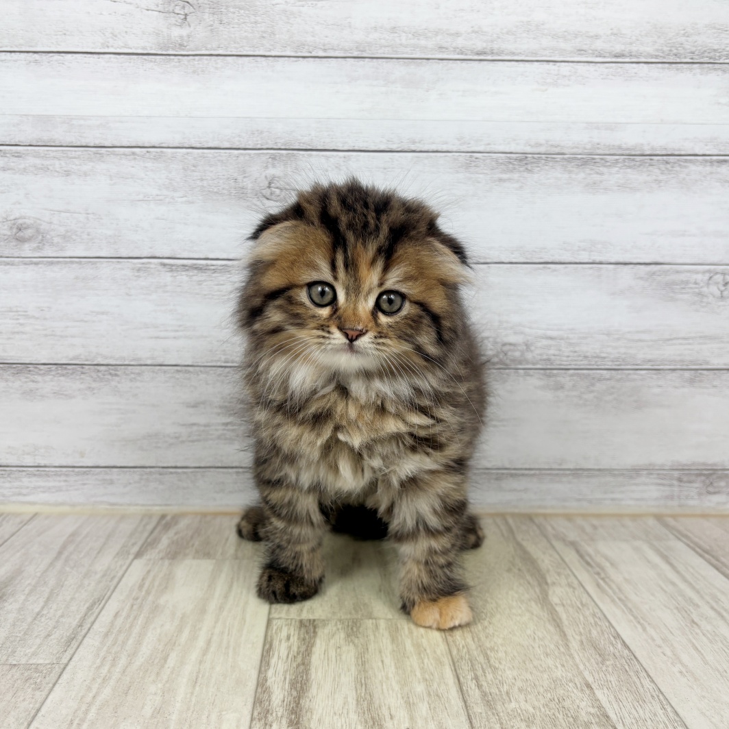 兵庫県のスコティッシュフォールド (犬の家＆猫の里川西店/2026年5月3日生まれ/女の子/ブラウンパッチドタビー)の子猫