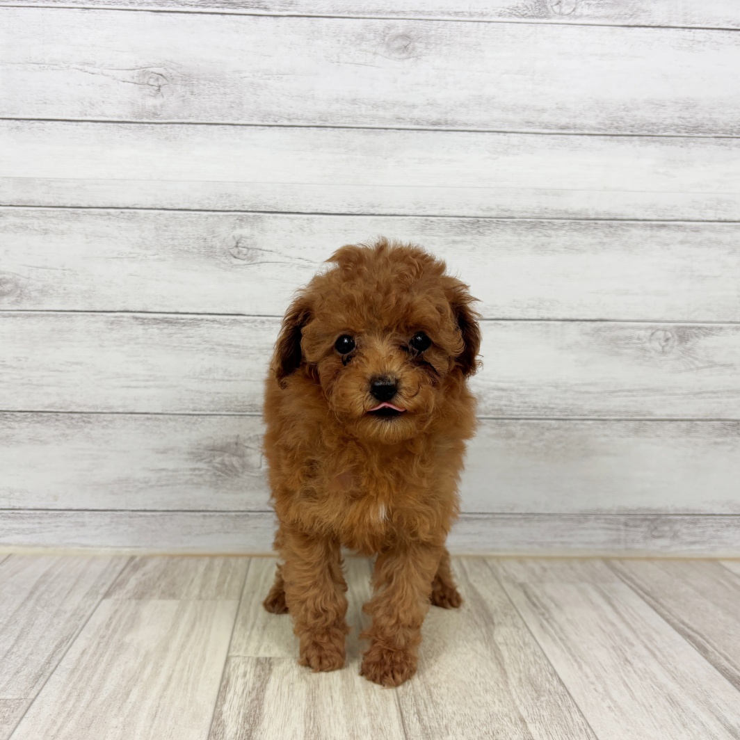 兵庫県のトイプードル(タイニー) (犬の家＆猫の里川西店/2026年5月1日生まれ/女の子/レッドフォーン)の子犬