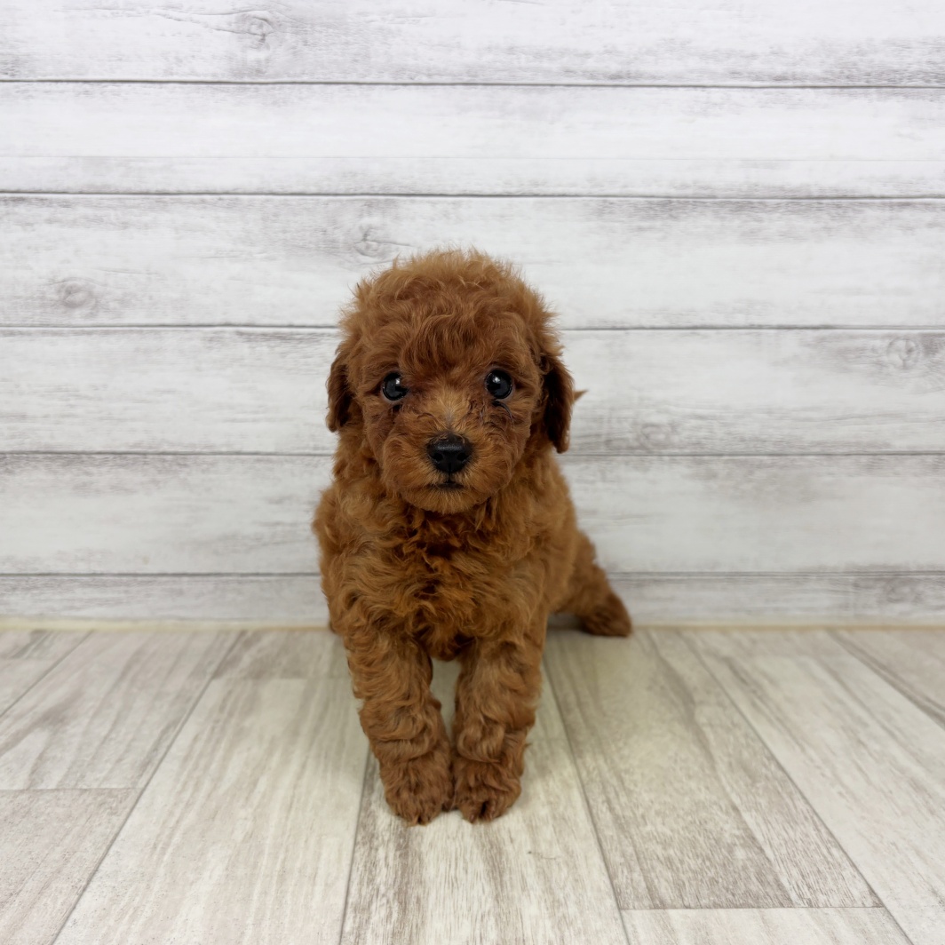 兵庫県のトイプードル(トイ) (犬の家＆猫の里カナート西神戸店/2026年5月8日生まれ/男の子/レッドフォーン)の子犬