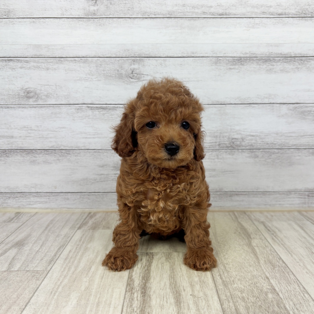 兵庫県のトイプードル(トイ) (犬の家＆猫の里川西店/2026年5月10日生まれ/男の子/レッドフォーン)の子犬