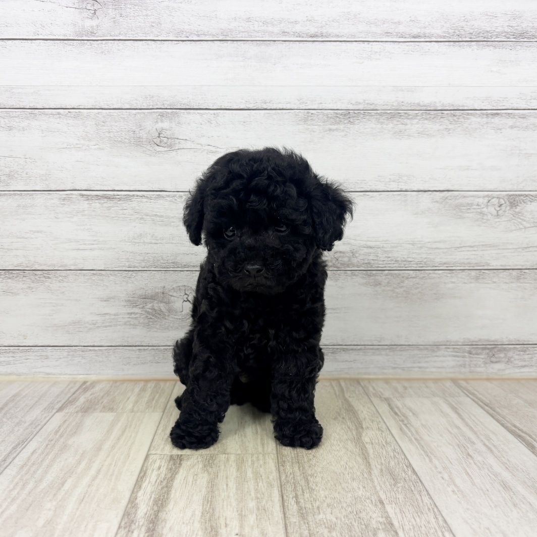 兵庫県のトイプードル(タイニー) (犬の家＆猫の里川西店/2026年5月7日生まれ/男の子/ブラック)の子犬