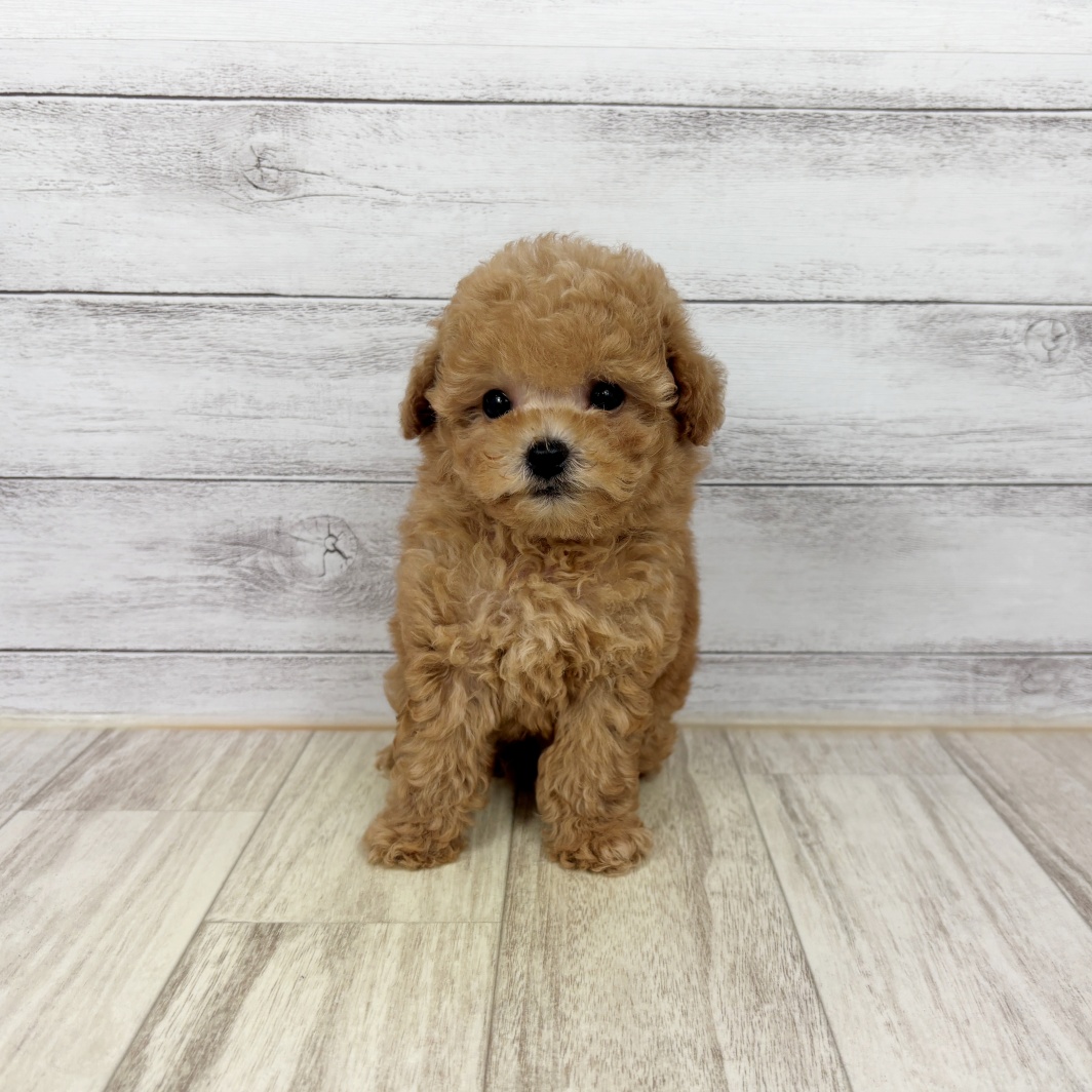 兵庫県のトイプードル(タイニー) (犬の家＆猫の里川西店/2026年5月7日生まれ/男の子/アプリコット)の子犬