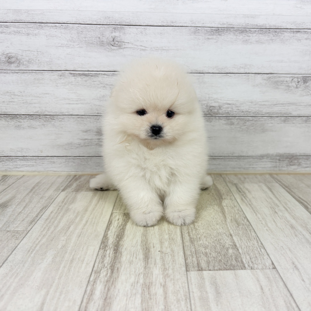 兵庫県のポメラニアン (犬の家＆猫の里川西店/2026年5月10日生まれ/男の子/クリーム)の子犬