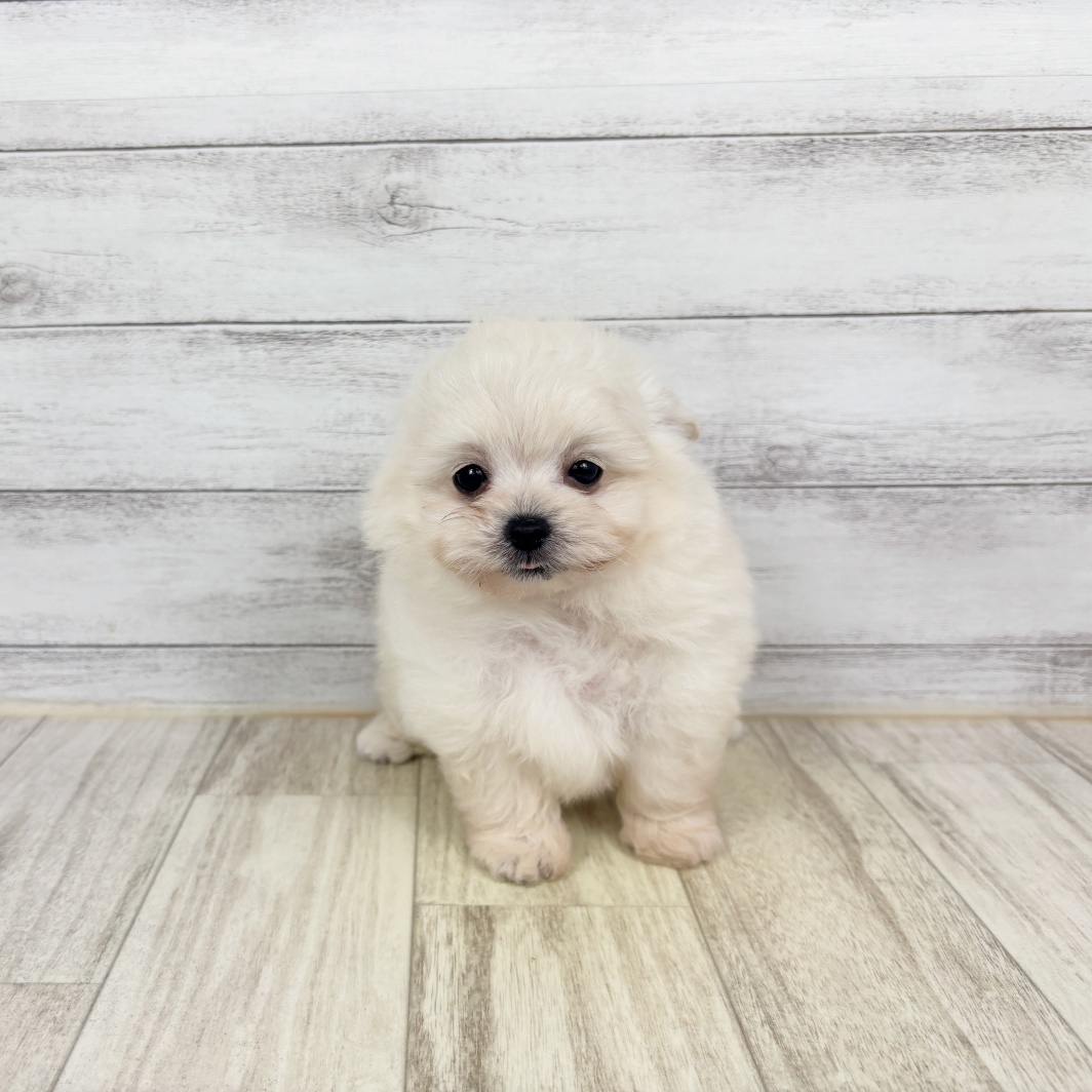 兵庫県のポメプー(ポメラニアン×プードル) (犬の家＆猫の里神戸店/2026年5月8日生まれ/男の子/ホワイト)の子犬