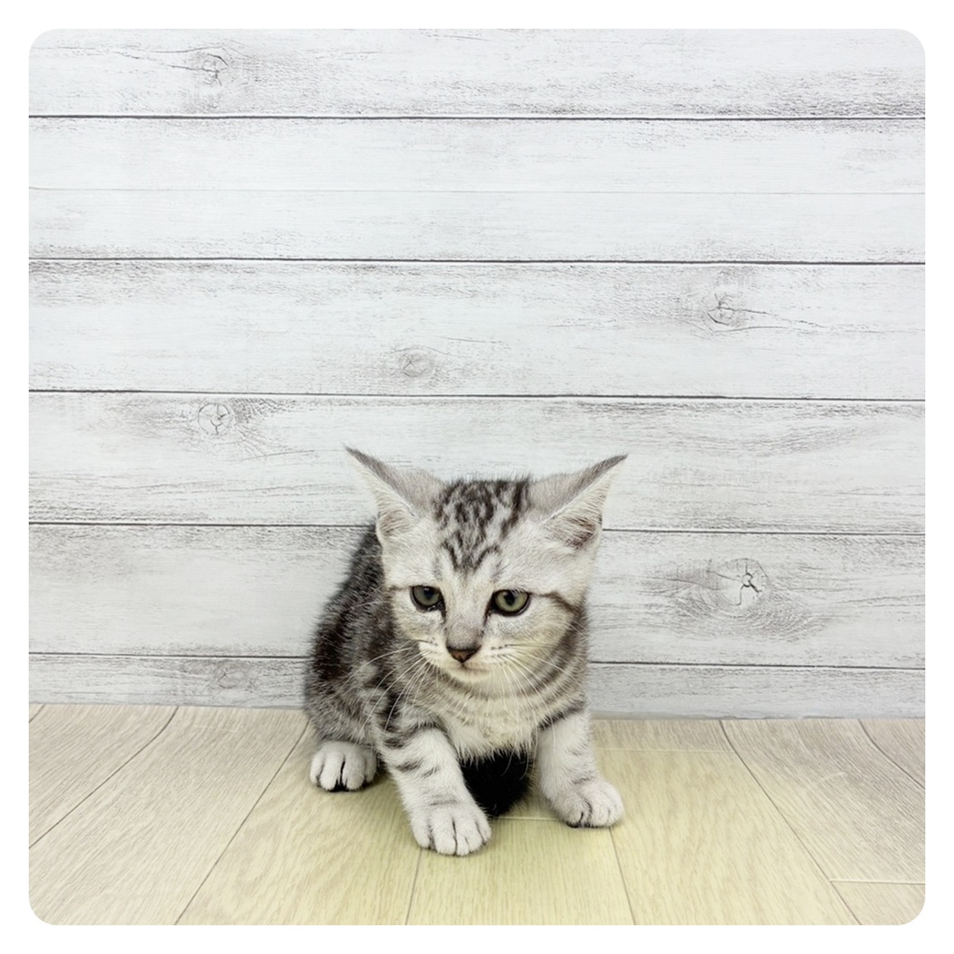 愛知県のアメリカンショートヘアー (犬の家＆猫の里春日井本店/2026年4月30日生まれ/男の子/シルバータビー)の子猫