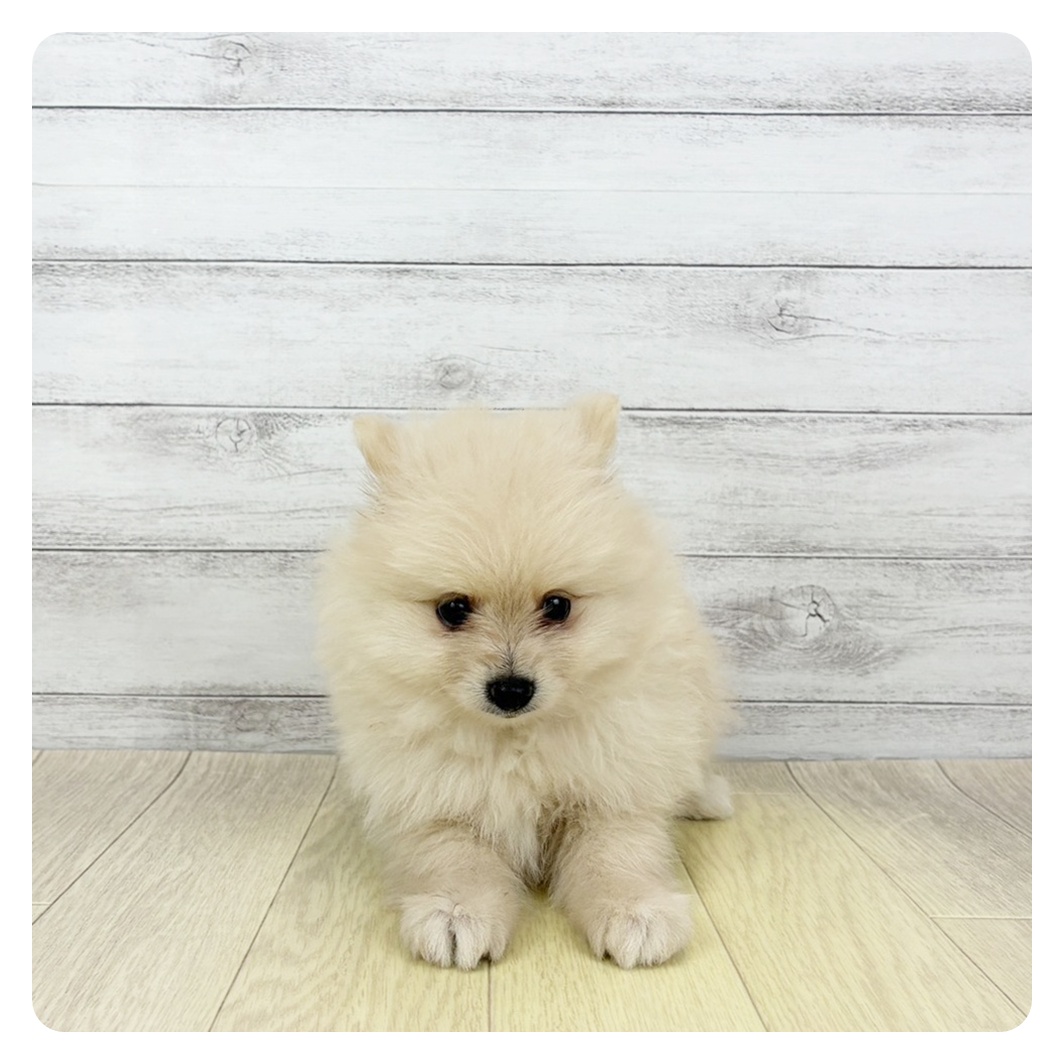 愛知県のポメラニアン (犬の家＆猫の里春日井本店/2026年5月10日生まれ/女の子/クリーム)の子犬