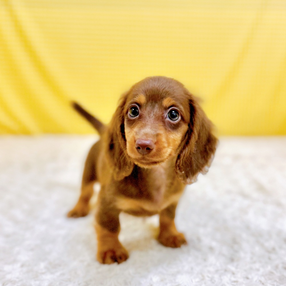 愛知県のカニンヘンダックスフンド(ロング) (犬の家＆猫の里一宮店/2026年5月9日生まれ/男の子/チョコレートタン)の子犬の1枚目の画像