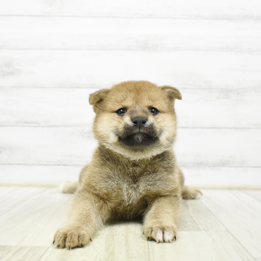 愛知県の柴犬(標準サイズ) (犬の家＆猫の里安城店/2026年5月10日生まれ/女の子/赤)の子犬