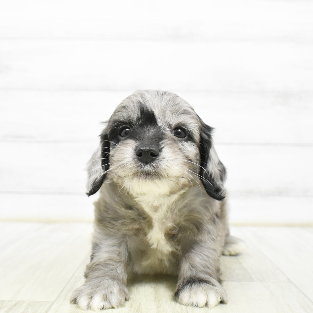 長野県のハーフ犬・ミックス犬 (犬の家＆猫の里長野店/2026年5月10日生まれ/男の子/シルバーダップル)の子犬
