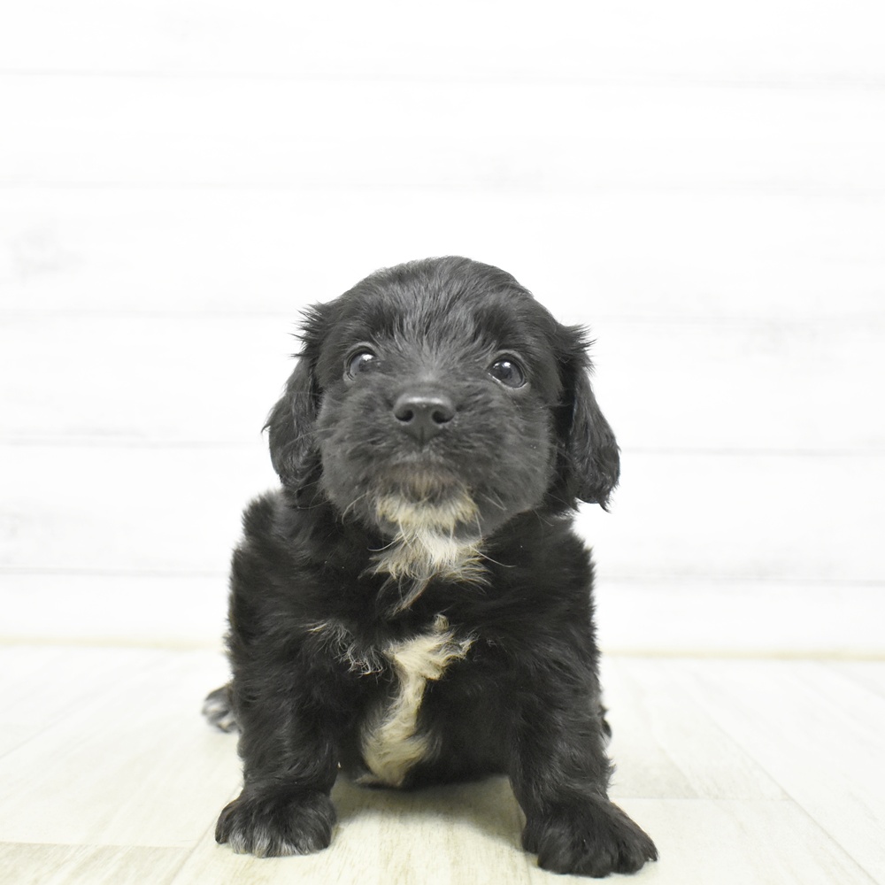 2026年5月10日生まれのハーフ犬・ミックス犬