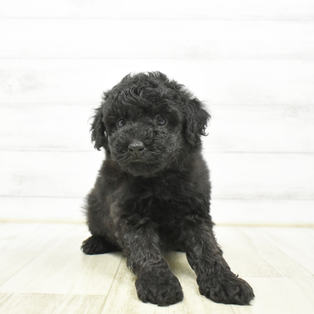 神奈川県のトイプードル(トイ) (犬の家＆猫の里小田原店/2026年5月10日生まれ/男の子/ブラック)の子犬