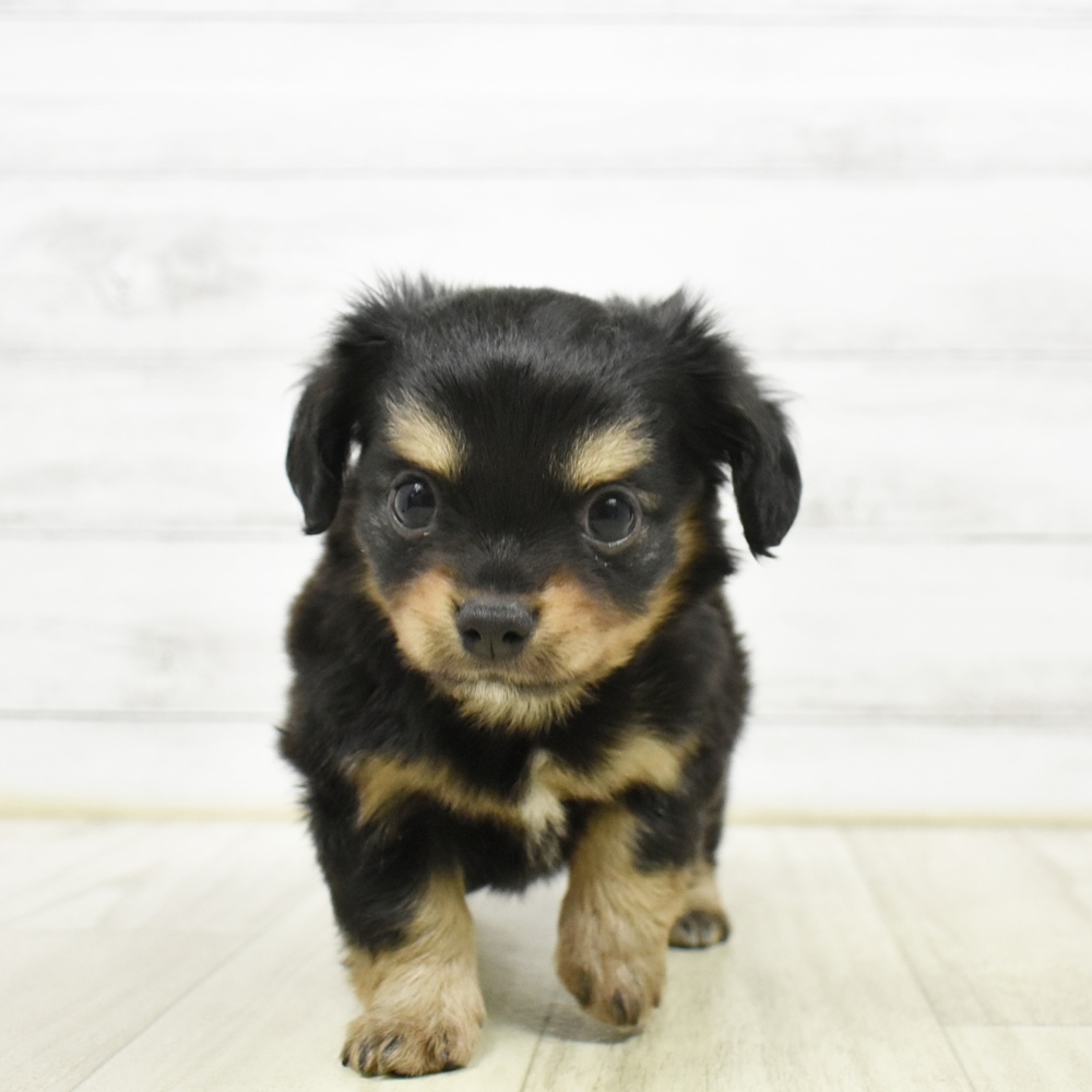 千葉県のチワックス(チワワ×ダックス) (犬の家＆猫の里ワンズモール稲毛店/2026年5月11日生まれ/女の子/ブラックタン)の子犬