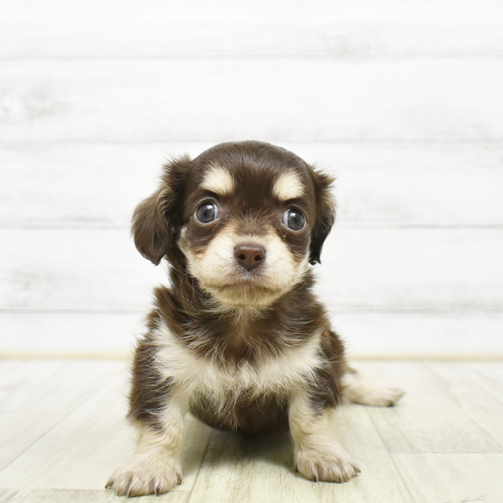 ハーフ犬女の子の写真