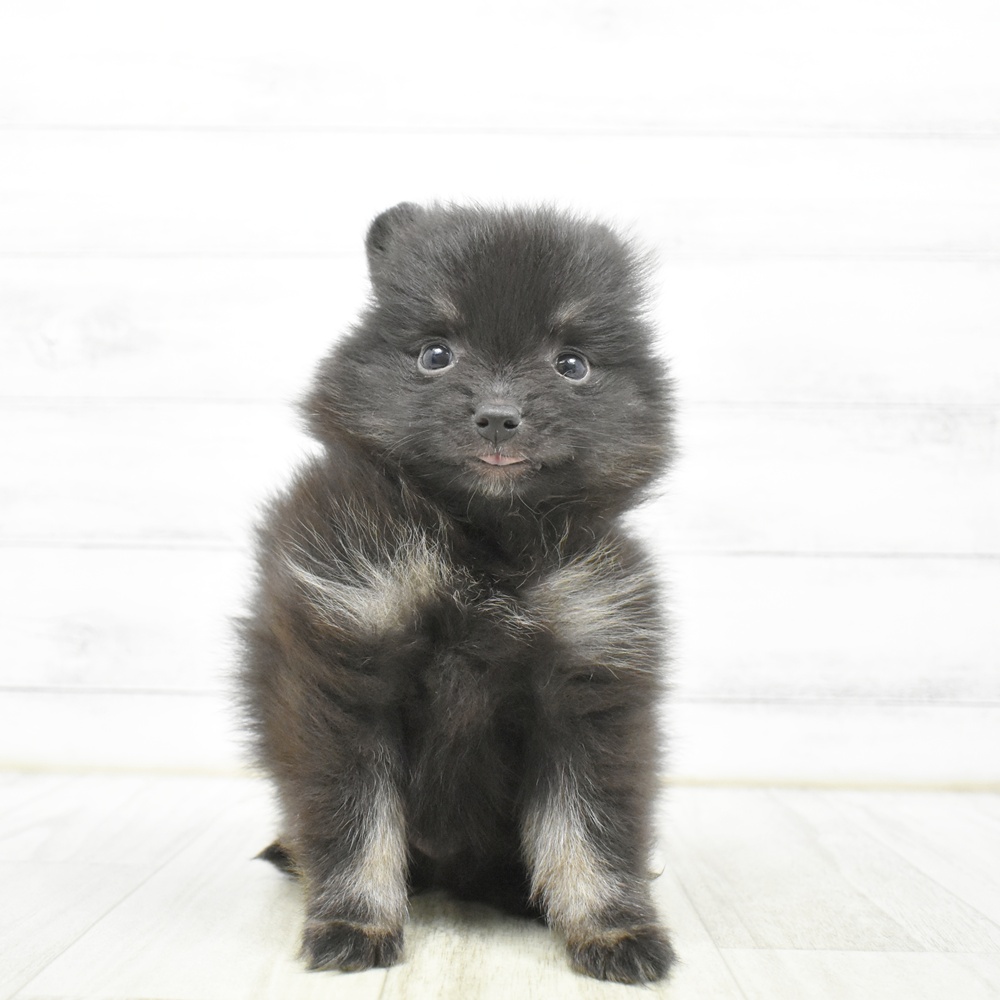 静岡県のポメラニアン (犬の家＆猫の里藤枝店/2026年5月12日生まれ/女の子/ブラックタン)の子犬の3枚目の画像