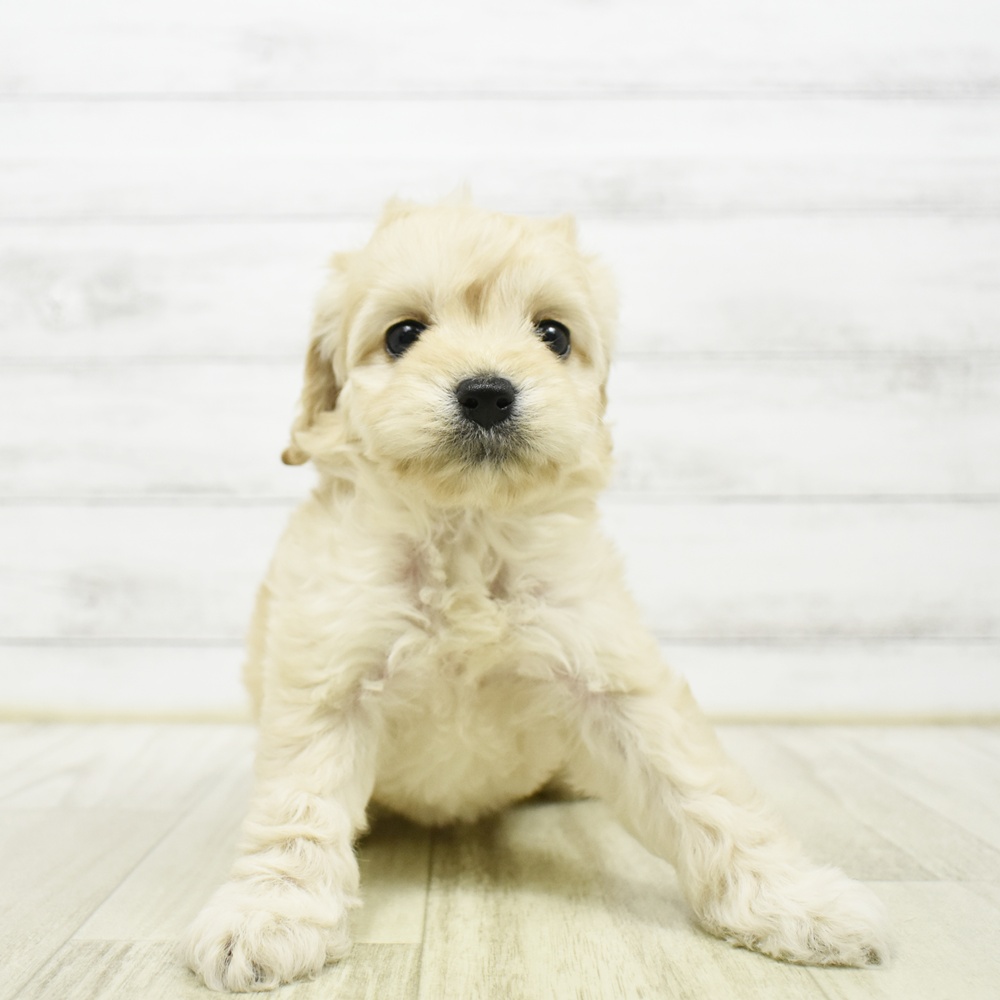 ハーフ犬女の子の写真