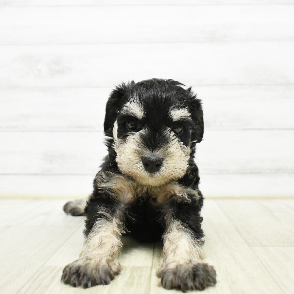 長野県のミニチュアシュナウザー (犬の家＆猫の里長野店/2026年5月11日生まれ/男の子/ブラックシルバー)の子犬