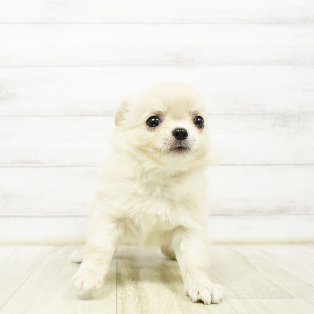 福岡県のチワワ(ロング) (犬の家＆猫の里シュロアモール筑紫野店/2026年5月11日生まれ/男の子/クリームホワイト)の子犬