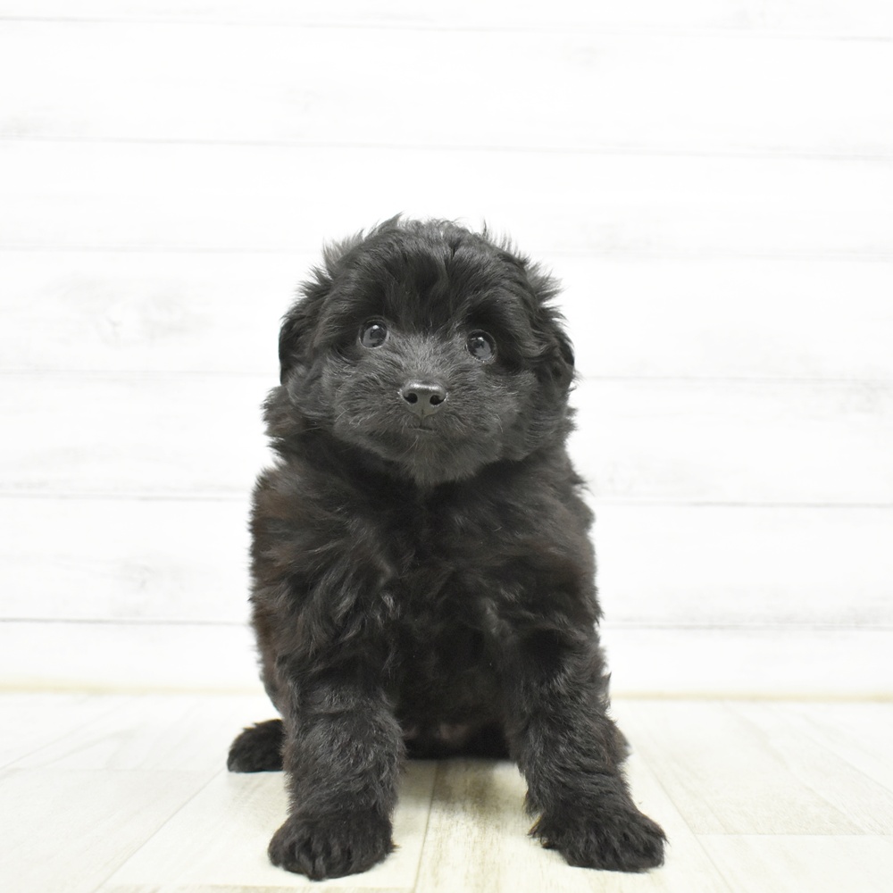 福岡県のポメプー(ポメラニアン×プードル) (犬の家＆猫の里シュロアモール筑紫野店/2026年5月8日生まれ/女の子/ブラック)の子犬