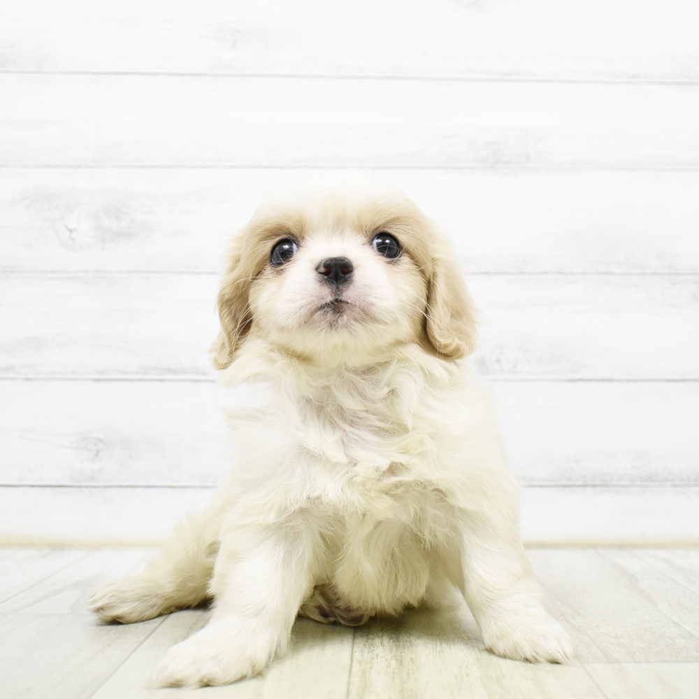 愛知県のハーフ犬・ミックス犬 (犬の家＆猫の里安城店/2026年5月9日生まれ/女の子/ブレンハイム)の子犬