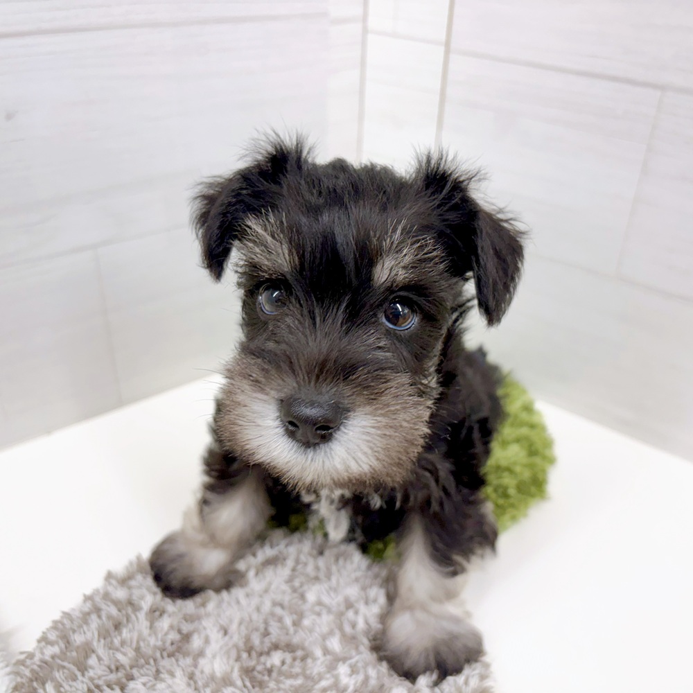 石川県のミニチュアシュナウザー (犬の家＆猫の里アミーゴ金沢おこばた店/2026年5月11日生まれ/女の子/ブラックシルバー)の子犬の1枚目の画像